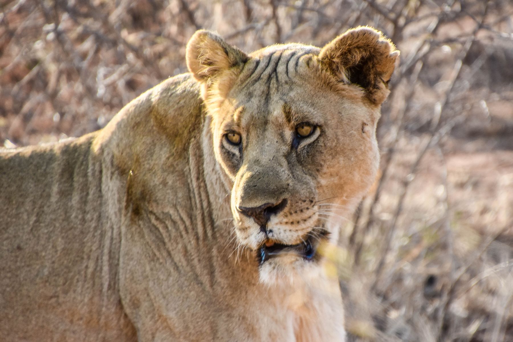 So Close, Yet Safari: Lions Eat Ryans